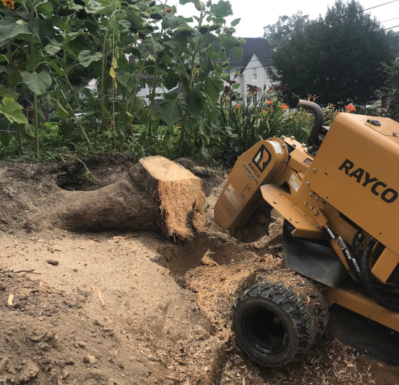 Stump removal on an angle using Rayco equipment