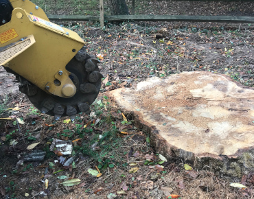 Large tree stump ground out in Blue Bell, PA