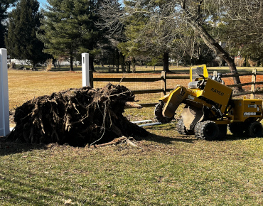 Large tree uprooting in Blue Bell, PA