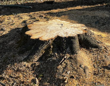 Stump removal for our neighbor in Blue Bell, PA
