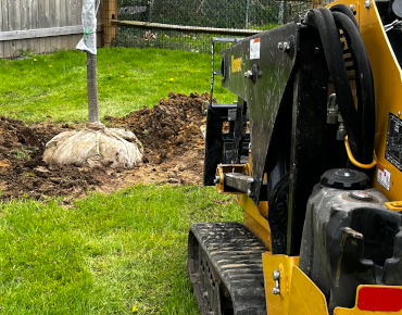 Planting of new trees in Blue Bell, PA.