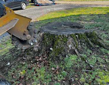 Stump grinding in Blue Bell, PA for Steinbach Veterinary Hospital