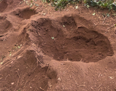 Hole digging in Chalfont, PA. Preparing property for planting.