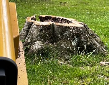 Stump grinding for a church in Fort Washington, PA