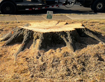 Massive stump removal in Lansdale PA