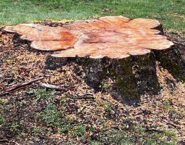 Fully grinding out massive tree roots in West Pikeland Township, PA