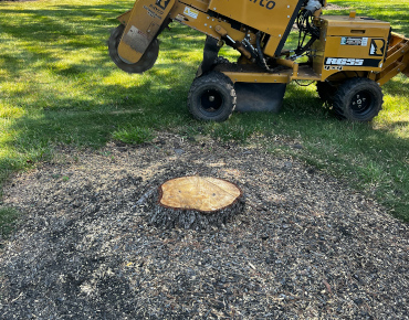 Small stump removal in Worcester Township, PA
