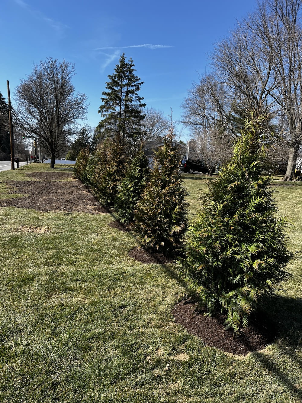 tree and shrub pruning services
